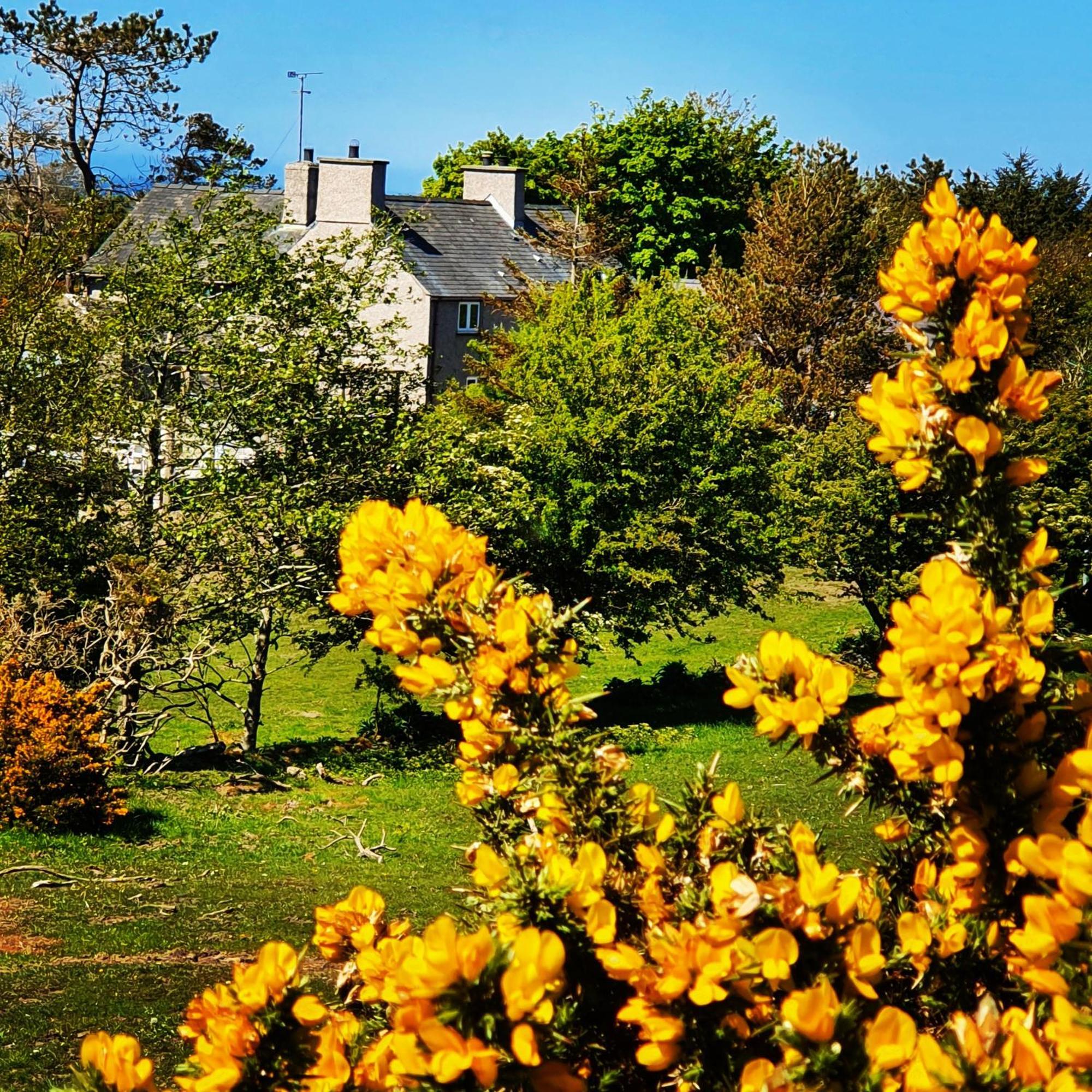 Tyn Llain B&B Llanfflewyn Exterior photo
